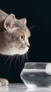 Seu gato está bebendo água? Saiba como mantê-lo hidratado