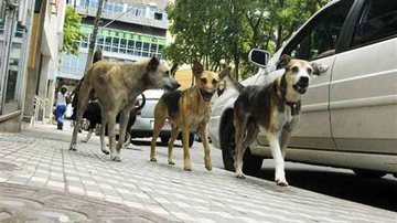 Imagem Em Dia Mundial dos Animais de Rua, protetores pedem por mais cuidados