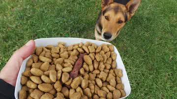 Projeto Mundo Cão/Divulgação