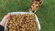 Projeto Mundo Cão/Divulgação