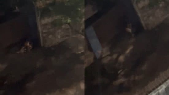 Reprodução / Redes Sociais