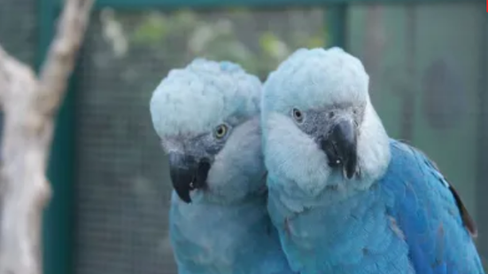 Camile Lugarini / via Agência Brasil