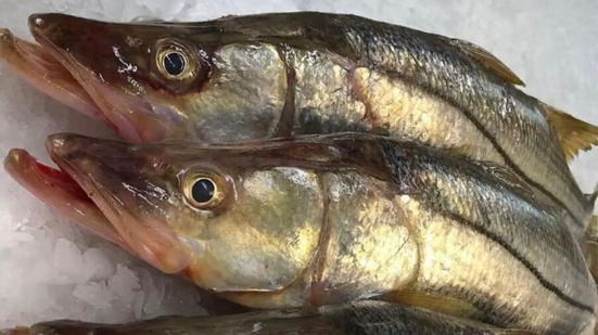 Central Fishes/ Divulgação