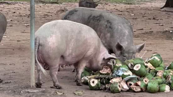 Foto: Reprodução / BNews