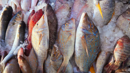 Divulgação / Freepik