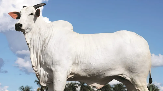 Divulgação / SAP Assessoria