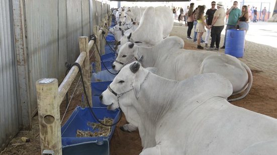 Antonio Queiroz/GOVBA