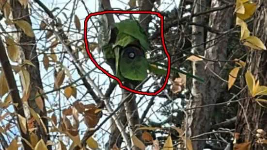 Reprodução/Redes Sociais