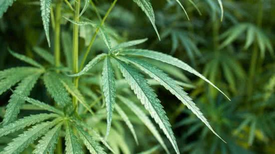 Divulgação / Freepik