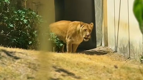 Divulgação/Parque da Bica