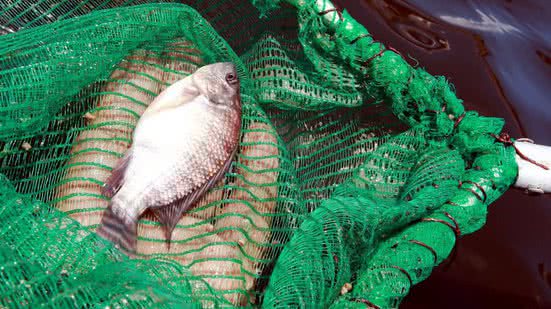 Divulgação/Bahia Pesca