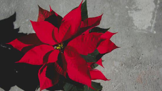 Reprodução / Priss Enri / Unsplash