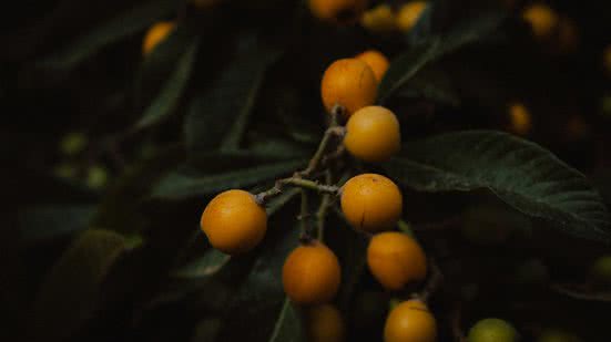 Reprodução / Unsplash