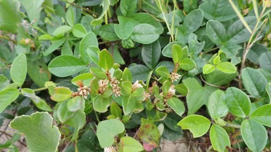 Fabrício Riella / iNaturalist