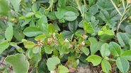 Fabrício Riella / iNaturalist