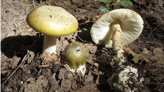 Reprodução/Wikimedia Commons