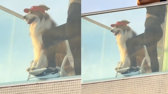 TikTol: @paulosalgueiro21