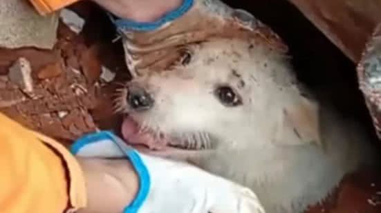 Foto: Reprodução / redes sociais