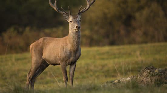 Reprodução / Freepik