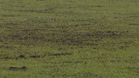 Reprodução / Sportv