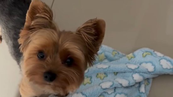 Reprodução Instagram @pingo.o_york