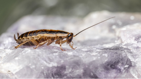 Reprodução/ Pixabay