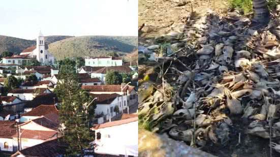 Reprodução