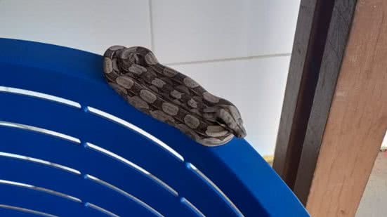 Divulgação / Coppa