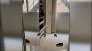 Imagem VÍDEO: Cachorrinha espiã diverte internautas ao tentar novo esconderijo
