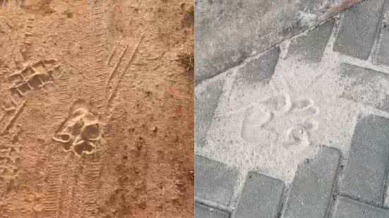 Leitor BNews e Arquivo/ICMBio