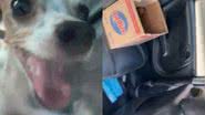 Imagem Filhotes são resgatados de dentro de carro fechado sob o sol em bairro de Salvador