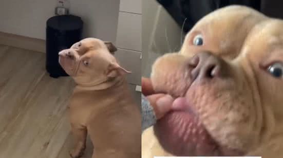 Reprodução/Vídeo