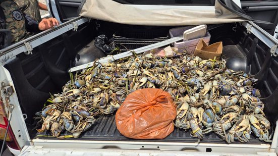 Divulgação / Cippa - Porto Seguro