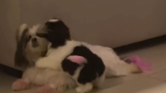 Foto: Reprodução / redes sociais