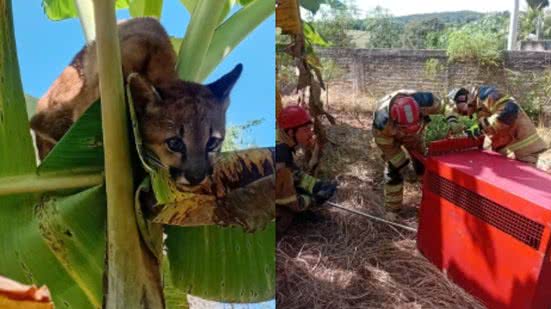 Divulgação / CBMMG
