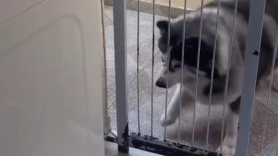 Imagem VÍDEO: Husky siberiano protagoniza cena inusitada em embate com máquina de lavar