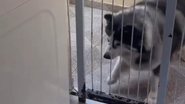 Imagem VÍDEO: Husky siberiano protagoniza cena inusitada em embate com máquina de lavar