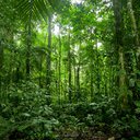 Reprodução Climate Policy Initiative