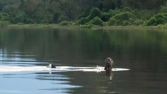 Reprodução / Fundação Rewilding Argentina