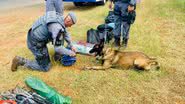 Divulgação / Polícia Militar