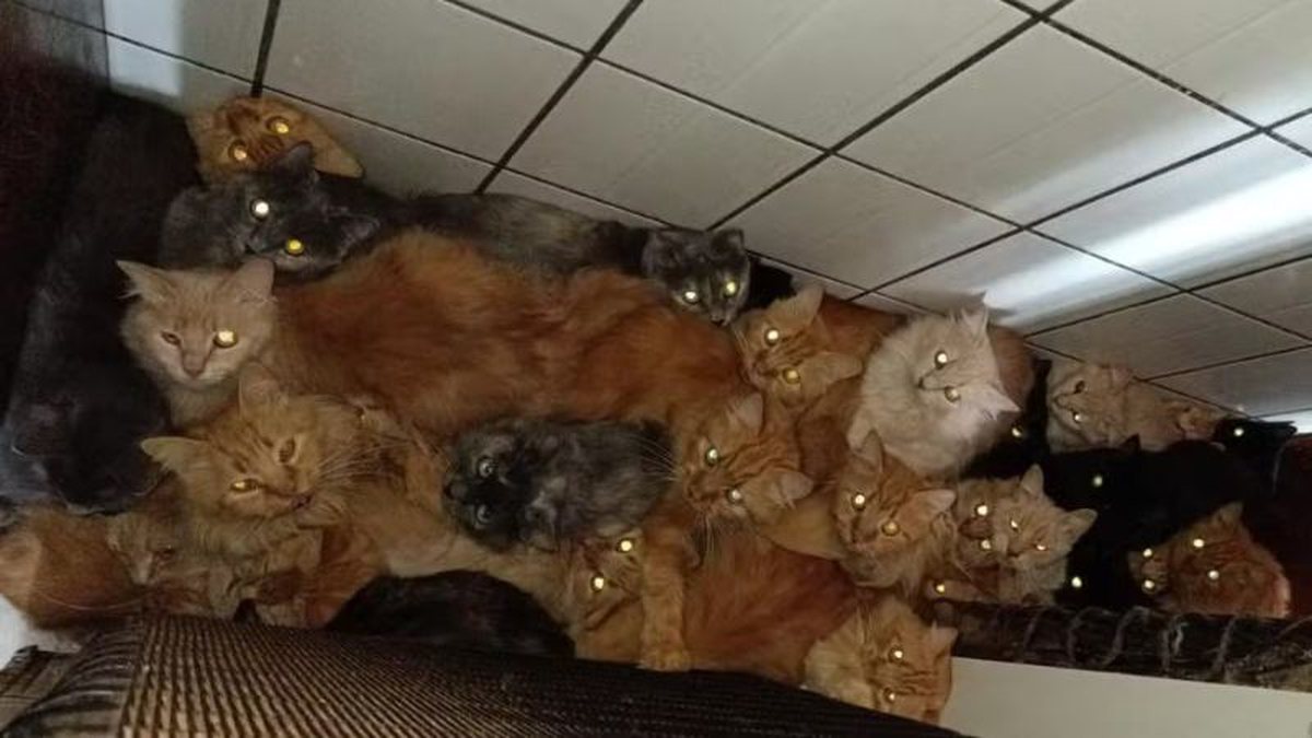 Mulher entra na mira da polícia por manter mais de 400 gatos em apartamento