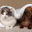 Frio pode agravar dores articulares em cães e gatos\u003B veja como proteger os pets