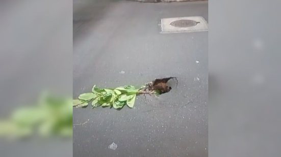Reprodução/Redes Sociais