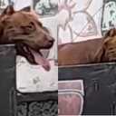 Reprodução/Redes Sociais