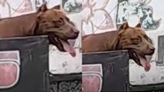 Reprodução/Redes Sociais