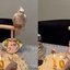 Calopsita comemora aniversário de 10 anos com festa temática\u003B veja