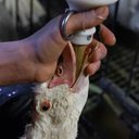 Divulgação/Animal Equality