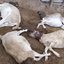 Imagem Terceiro ataque de cães em menos de cinco dias mata quatro ovelhas no Território do Sisal