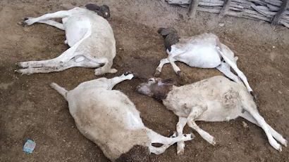 Imagem Terceiro ataque de cães em menos de cinco dias mata quatro ovelhas no Território do Sisal