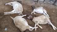Imagem Terceiro ataque de cães em menos de cinco dias mata quatro ovelhas no Território do Sisal